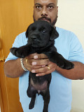 Black and fawn lab for sale in Bangalore Bengaluru