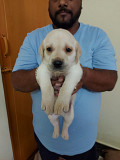 Black and fawn lab for sale in Bangalore Bengaluru