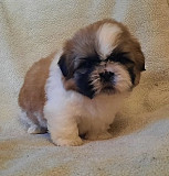 Adorable Shih Tzu pups for adoption…!!! Los Angeles
