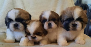 Adorable Shih Tzu pups for adoption…!!! Los Angeles