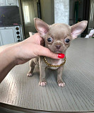 Cute chihuahua puppy from Valletta
