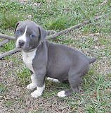 Handsome pedigree male and female American Staffordshire Terrier puppies New Plymouth