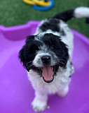 Cute and lovely Aussiedoodle Puppies for adoption Nassau
