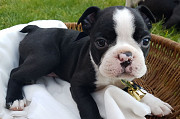 AKC Boston Terrier puppies for adoption. Rio Claro