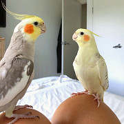 Amazing Cockatiel Parrots For Adoption. Sacramento