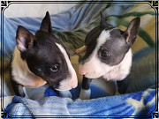 Bully puppies from Pretoria