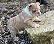 wrinkly and cute English Bulldog puppy ready to win your heart! Legaspi