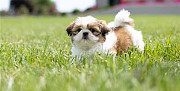 Shih Tzu Puppies Available for Re-Homing. Auckland