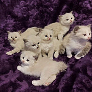 Beautiful Ragdoll Kittens - Boys & Girls Wellington