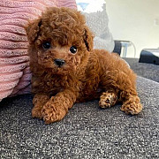Lovely Toy Poodle Female Puppy for Re-Home Umm al Qaywayn