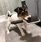 Lovely Kc Jack Russell Puppies For Sale Umm al Qaywayn
