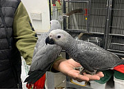 African grey parrot for sale Umm al Qaywayn