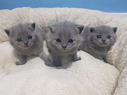 British Shorthair kittens Umm al Qaywayn