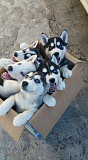 Siberian Husky Puppies male and female Umm al Qaywayn