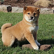 Male and female Shiba Inu puppies for pet lovers. Albany