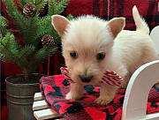 I have a male and female Scottish Terrier puppies Olympia
