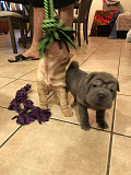 We have two beautiful Shar pei puppies Lincoln