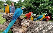 Amazing marcow parrots for rehoming. Melbourne