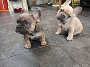 Adorable Frenchie Pups Melbourne