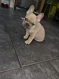 Adorable Frenchie Pups Melbourne