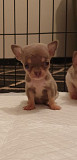 Tiny Chihuahua Puppies Available from Melbourne