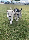 Blue eyes siberian husky puppies Melbourne