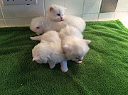 Pedigree Maine Coon kittens for sale from Melbourne