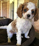 Male and Female Cavoodles for sale Melbourne