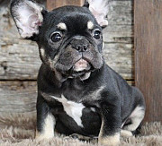 Kristy French Bulldog Puppy For Sale Melbourne