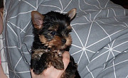 Cute AKC registered yorkie both male and female available Melbourne