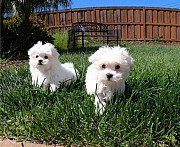 Maltese Puppies For Sale. Melbourne