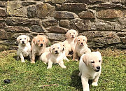 Quality Kc Registered Labrador Puppies Melbourne