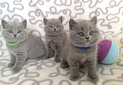 Pure Pedigree British Shorthair Kittens Melbourne