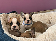Stunning French Bulldog Pups Available Melbourne