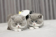 TICA British Shorthair Kittens Melbourne