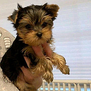 Adorable male and female teacup yorkie pups available Denver
