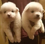 Top quality Pomeranian puppies for sale Bengaluru
