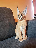 Caracal kitten from Umm al Qaywayn