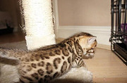 Exotic Bengal/Savannah Kittens For Sale ... Perth