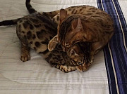 Exotic Bengal/Savannah Kittens For Sale ... Perth