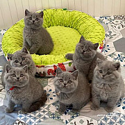 British Shorthair kittens available Perth