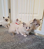 Lovely Ragdoll kittens available Perth