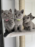 British Shorthairs Available from Palmerston North