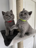 British Shorthairs Available from Palmerston North