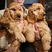 Adorable cocker spaniel puppies ready for adoption from Phoenix