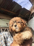 Laser Breed Puppies For Sale Lagos