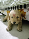 Golden retriever puppy Indore