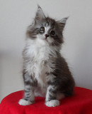 Cute Maine Coon kittens for adoption Singapore