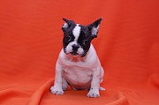 We have male and Female French Bulldog. Adelaide