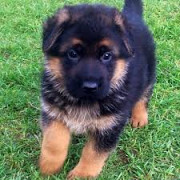 We have a male & a female German Shepherd puppies for adoption. Phoenix